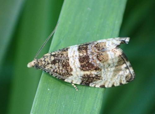 Réf. 334 124 : Phiaris umbrosana